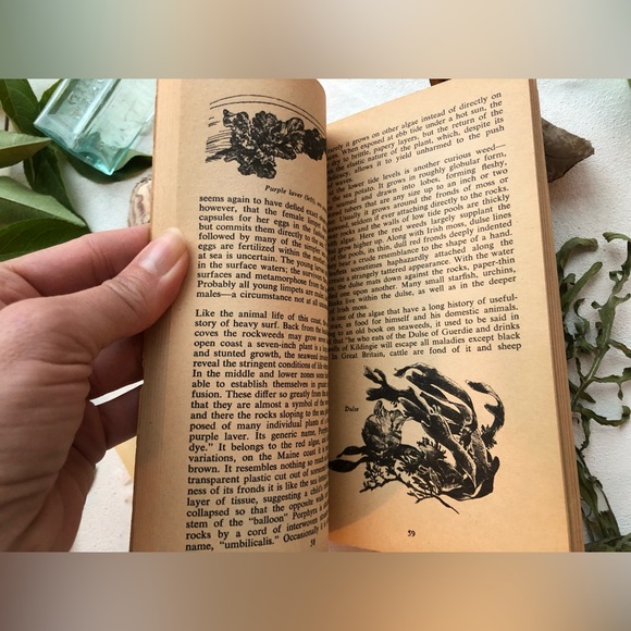 The Edge Of The Sea by Rachel Carson, w/ 160+ illustrations by Bob Hines, 1955 - Picture 6 of 15